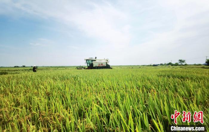 机械助力促增收 江西南昌191.8万亩早稻开镰收割
